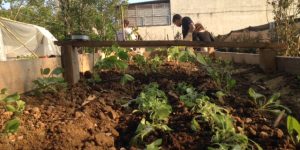 Domenica 15 maggio – Green City Milano